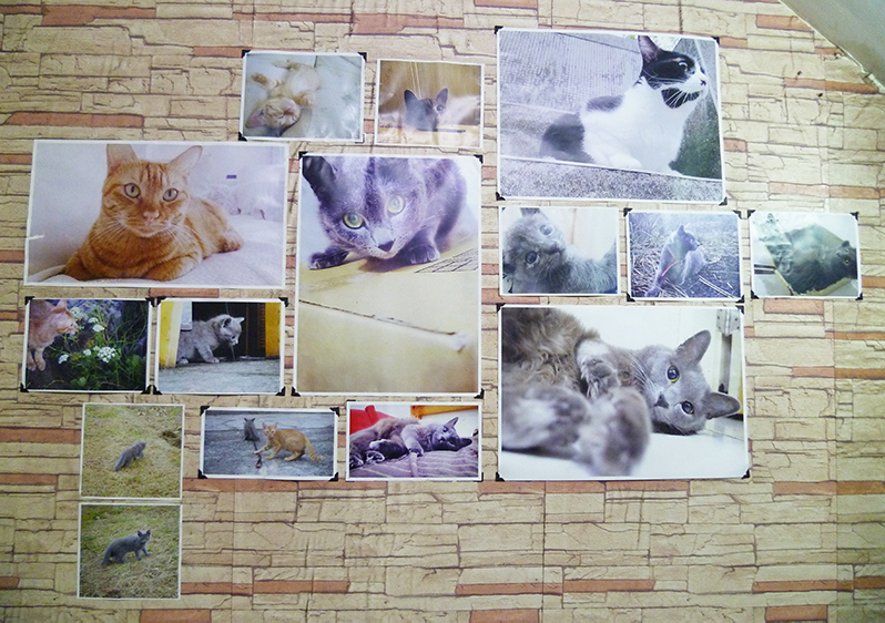 店內的貓咪圖片